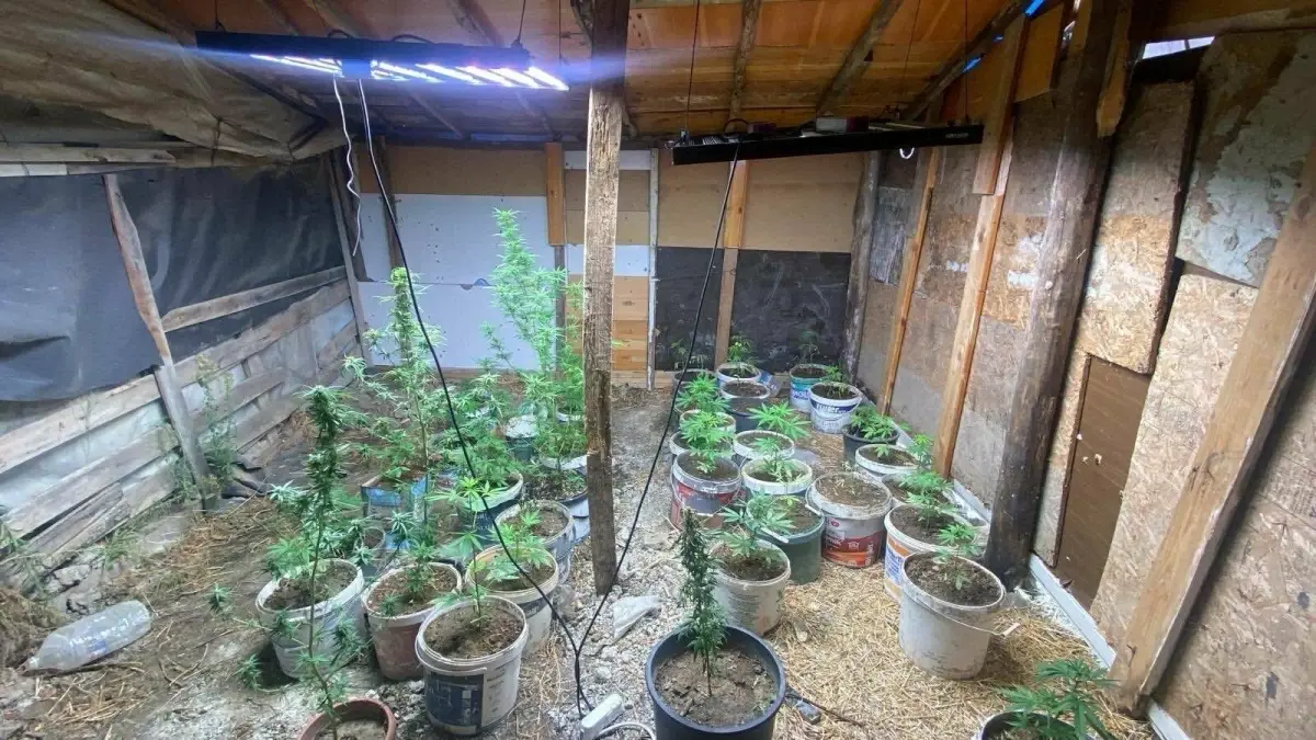 kusadasinda hint keneviri yetistiren iki supheli yakalandi MfrLEPRB