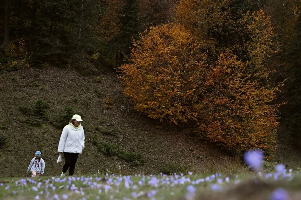 sonbahar renk cumbusu duzce sakarya bolu P8Fh1DMi.jpg