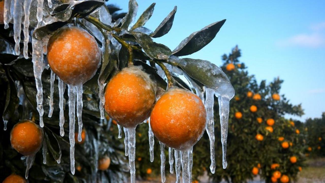 zirai dondan etkilenen ureticilere 17 milyar lira yeni destek odemesi cX2nvUI5.jpg