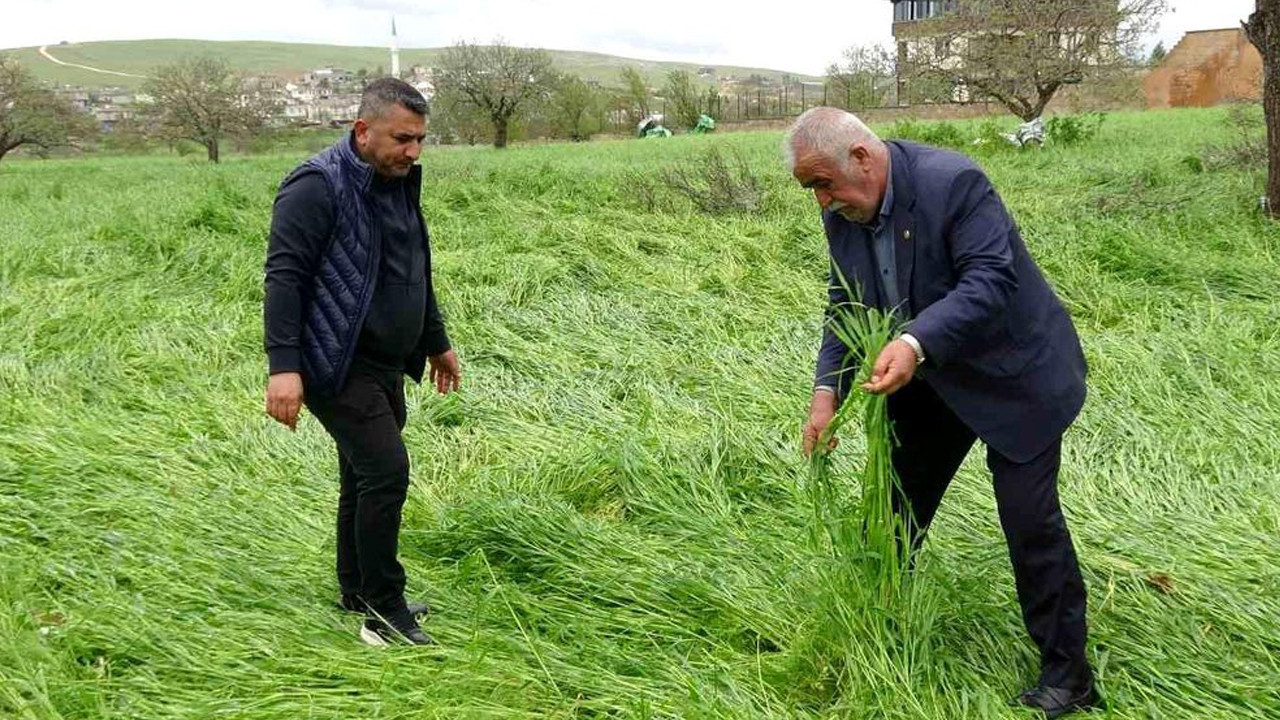 hububati-super-hucre-vurdu-binlerce-arazi-zarar-gordu-b5T7UJ3P