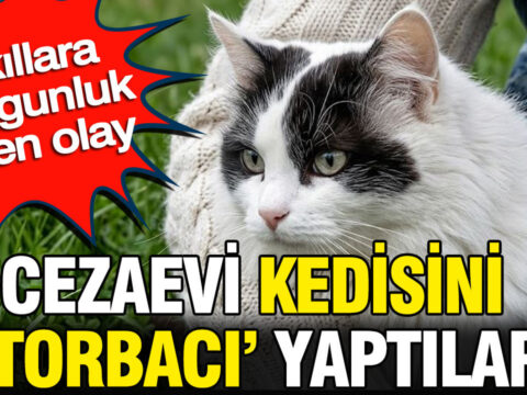 Cezaevi kedisini torbaci yaptilar akillara durgunluk veren olay h4t7ODPr